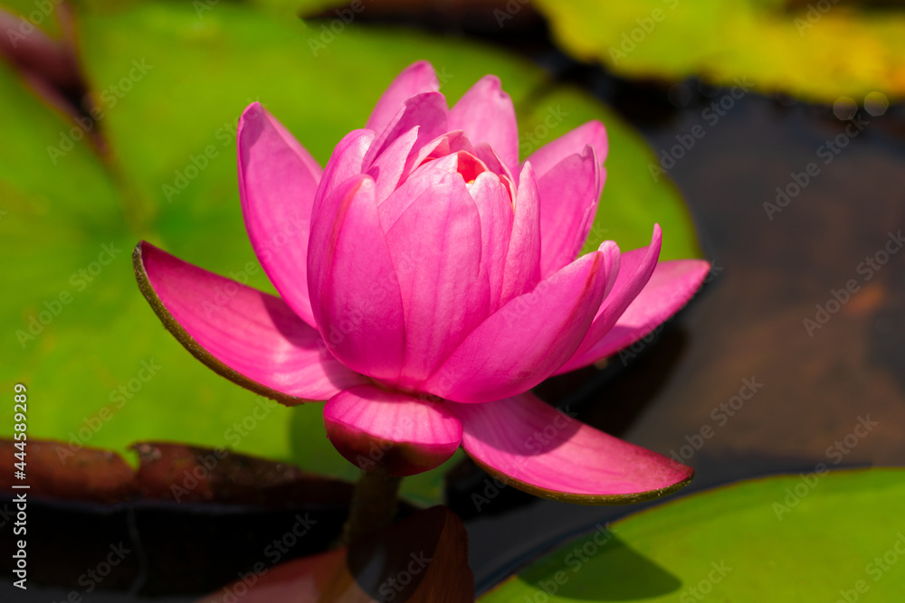 A beautiful pink lily among the greenery on the pond A beautiful pink lily among the greenery on the pond