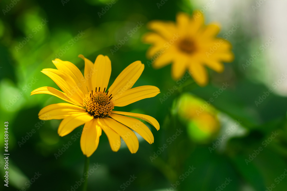 yellow summer flowers on a green background. Beautiful flowers. yellow summer flowers on a green background. Beautiful flowers.