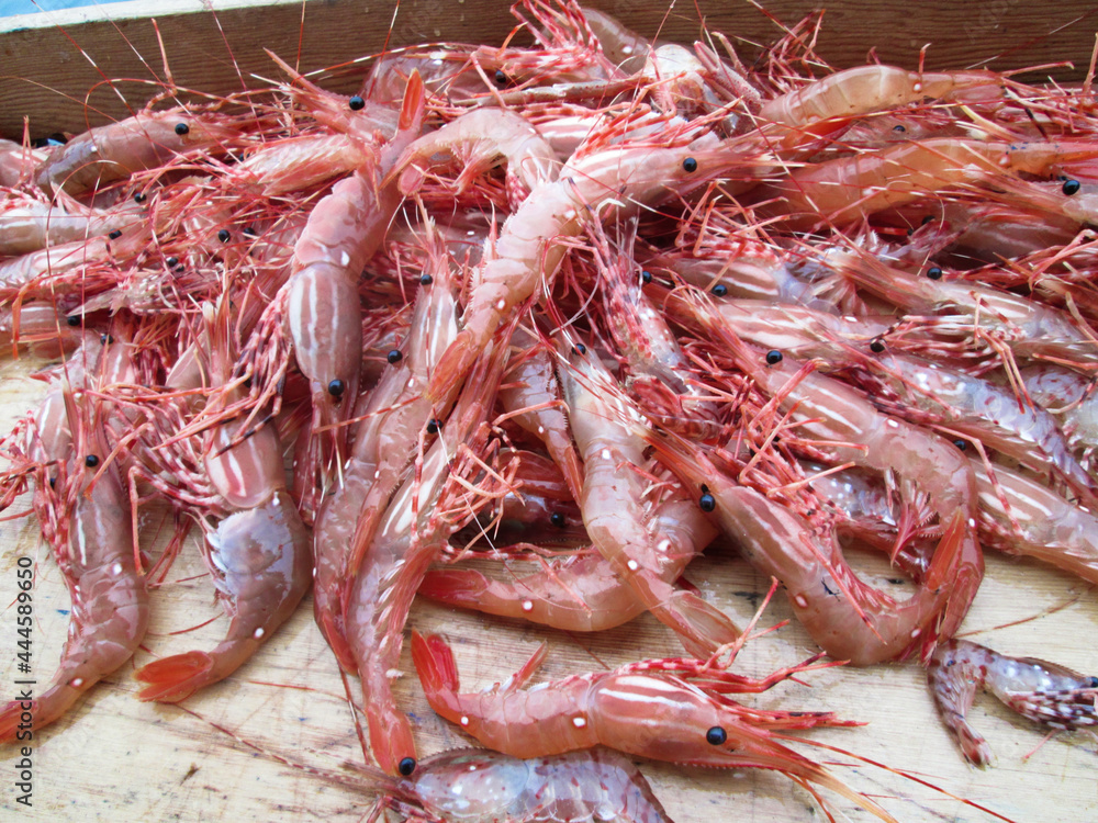 Fresh Caught Shrimp Piled on a Boat Transom Table