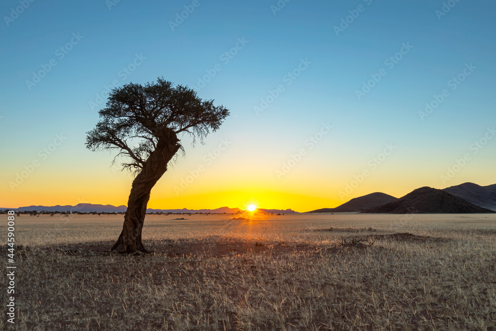 Naklejka premium Yellow sunrise at camel thorn tree in Namib Desert