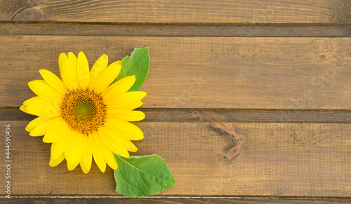 Fototapeta Naklejka Na Ścianę i Meble -  Bright yellow sunflower flower on a wooden background. Flat lay