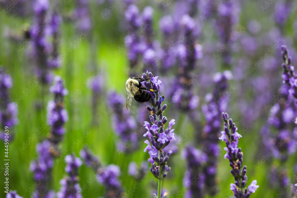 Hone bee sitting on lavender flower Hone bee sitting on lavender flower