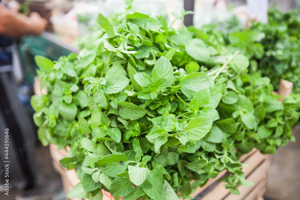 Fresh Aromatic Herbs Mint. Mentha Piperita. Popular Herbs. Local Farmers Market Fresh Aromatic Herbs Mint. Mentha Piperita. Popular Herbs. Local Farmers Market