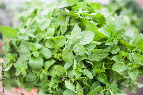 Wallpaper Mural Fresh Aromatic Herbs Mint. Mentha Piperita. Popular Herbs. Local Farmers Market Torontodigital.ca