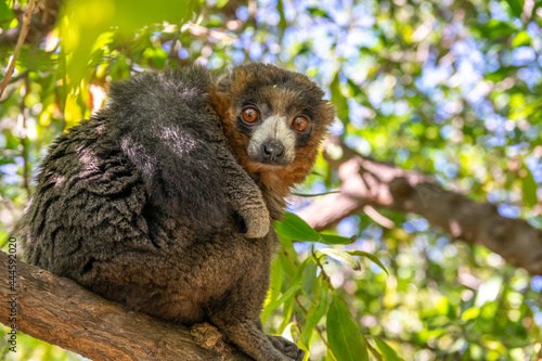 Fototapeta Naklejka Na Ścianę i Meble -  Mongoose lemur, Eulemur mongoz, Madagascar endemic primate