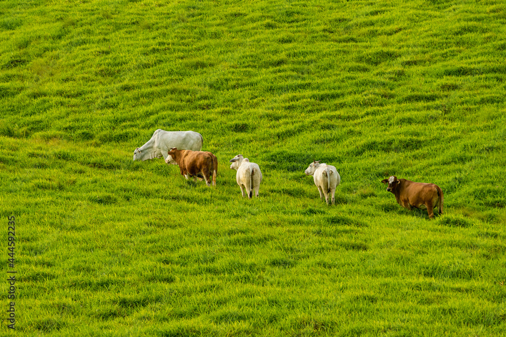 Fototapeta premium Ganado caminando en el césped verde de la montaña