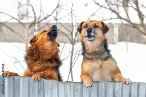 Two guard dogs look out because of the fence in winter, standing on their hind legs. Interesting funny animals