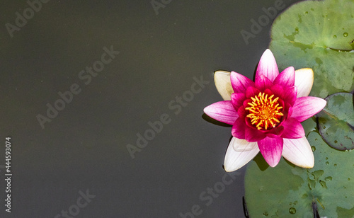 Lilia wodna na jeziorze, różowy kwiat, zielone liście na wodzie 