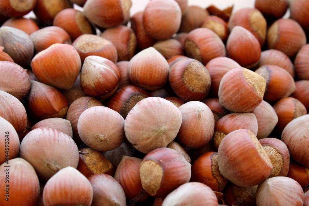 Hazelnuts close up, fruits dried in summer Hazelnuts close up, fruits dried in summer