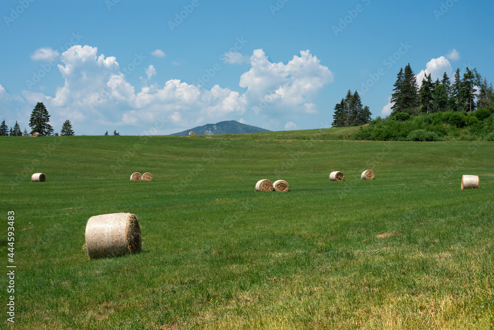 Summer grassy landscape in the foothills. Dry hay bales on green pastures. 