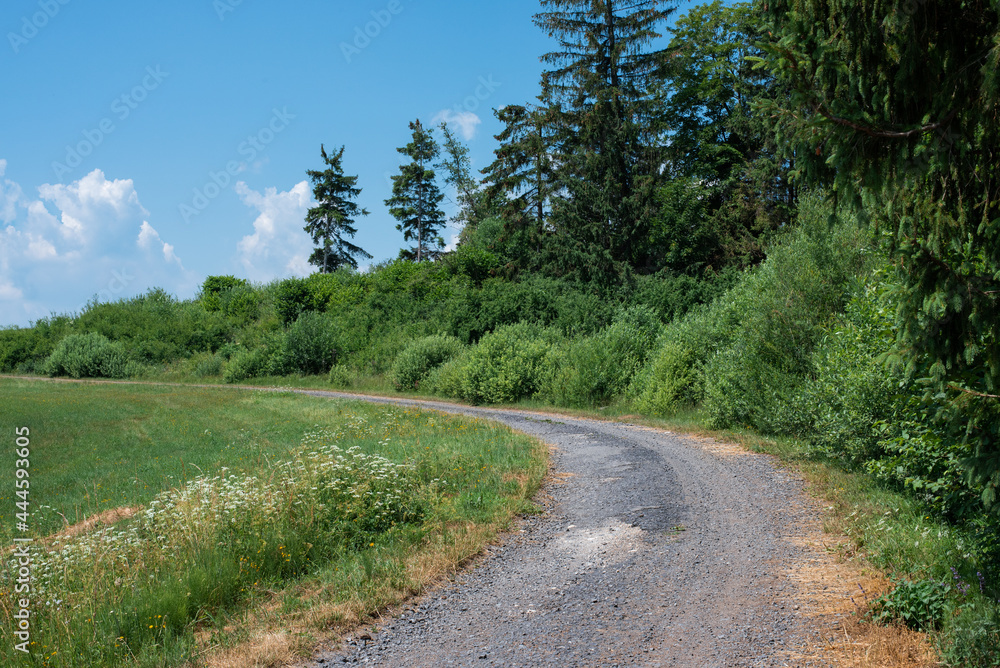 Summer grassy landscape in the foothills. A forest path leads along the green pastures. Summer grassy landscape in the foothills. A forest path leads along the green pastures.