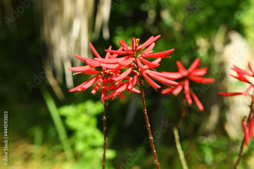 Coral bean or Erythrina herbacea Florida native unique red color wildflower shrub blooms in spring have bean seeds green photo