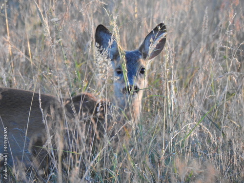 Fototapeta Naklejka Na Ścianę i Meble -  sarna