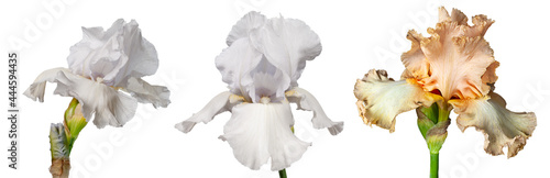 Set of blooming iris flowers isolated on white background. Fleur-de-lis, flower-de-luce banner, wallpaper.