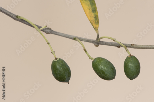 Green olives laying on the olive branch with homogeneous light yellowish brown background photo