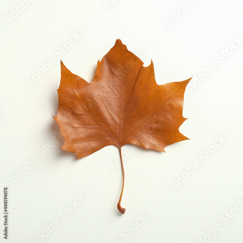 Brown maple leaf isolated on white background