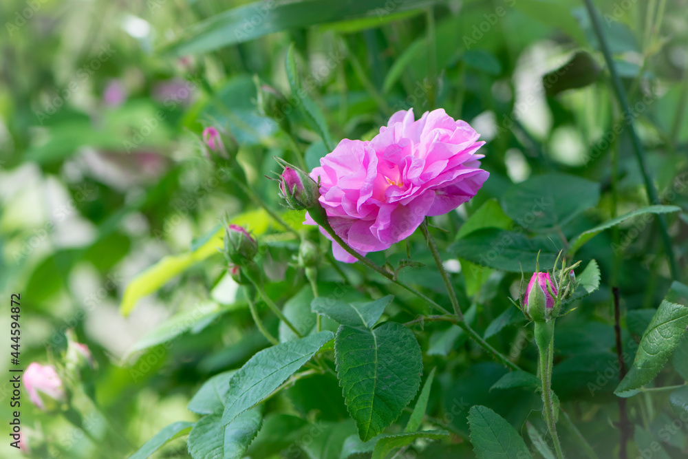 pink rose flower background. Red roses on a bush in the garden, close-up. delicate pink rose flower with green leaves. Red Rose Magic. beauty in the garden. concept of romance, gift pink rose flower background. Red roses on a bush in the garden, close-up. delicate pink rose flower with green leaves. Red Rose Magic. beauty in the garden. concept of romance, gift