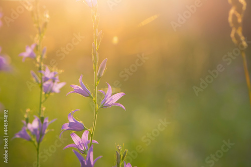 Campanula. purple flower, bells in the rays of the setting sun. Field bell in the thick grass. beautiful delicate flower, close-up. floral background, evening time © Oleksandr Filatov