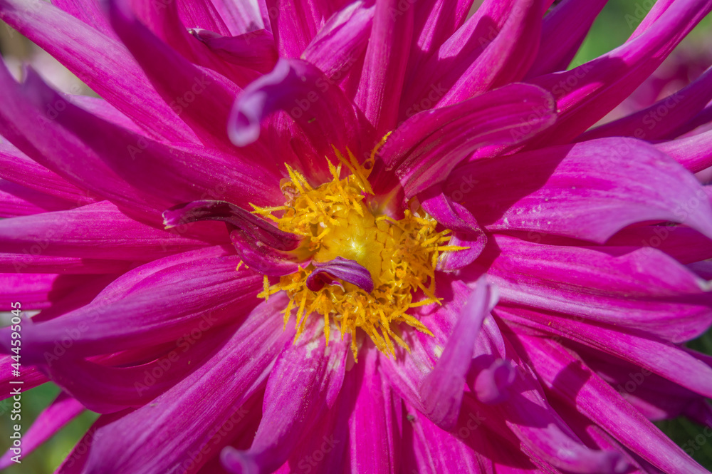 flower with fuchsia petals and yellow pistils close-up view flower with fuchsia petals and yellow pistils close-up view