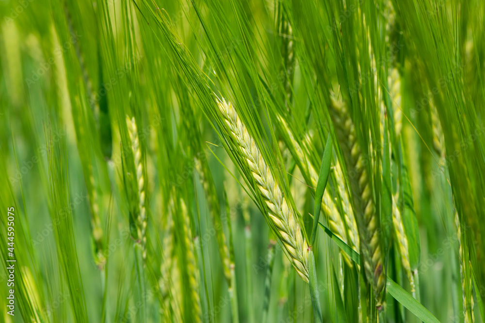 Young Wheat ears illuminated by sunlight. Gorgeous shape of the Wheat spikes. concept of a good harvest in an agricultural field. green spikelets. rye, close-up. green natural background Young Wheat ears illuminated by sunlight. Gorgeous shape of the Wheat spikes. concept of a good harvest in an agricultural field. green spikelets. rye, close-up. green natural background