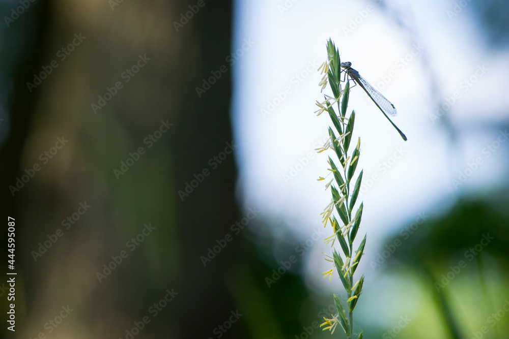 Grass with dragonfly at background sky . Silhouette of dragonfly sitting on tip of spikelet grass. blue dragonfly Coenagrionidae. natural blurred background. insect, space for text. soft focus