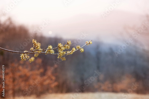 A branch of a flowering tree in a garden or forest. © Fotoproff