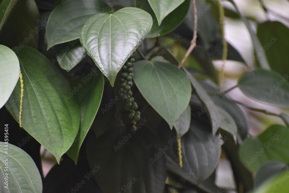 Fototapeta premium close up of a leaves, greenary