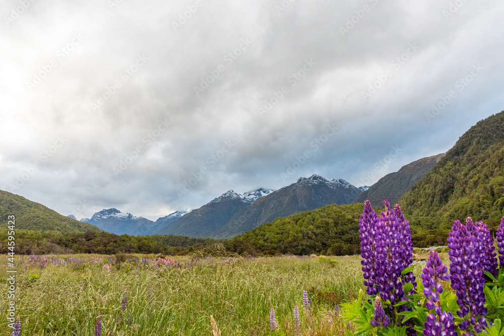 Arctic lupines blooming in the Southern Alps of New Zealand