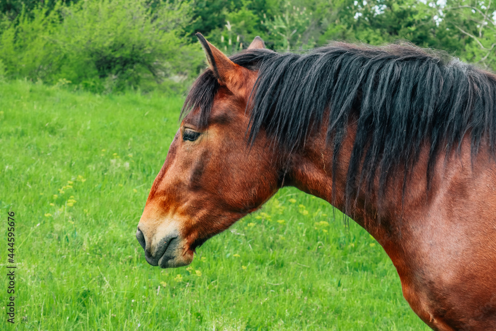 Brown horse gazing at the green grass on a field with trees, summer time. Black mane, white star on the forehead.