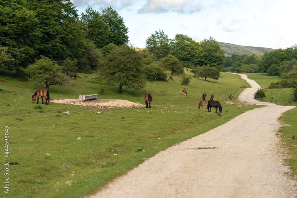 Horses grazing in Urbasa mountains (Navarra, Spain).