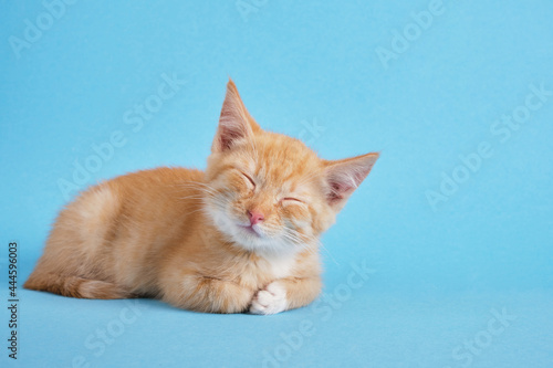 cute red kitten on a blue background. Cute funny home pets.