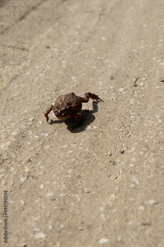 Frog in sand 