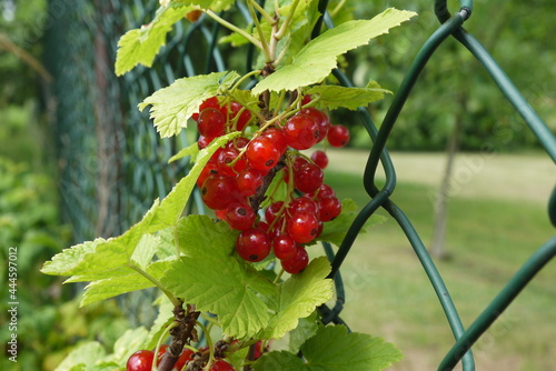 Zbliżenie na owoce czerwonej porzeczki rosnące na tle siatki