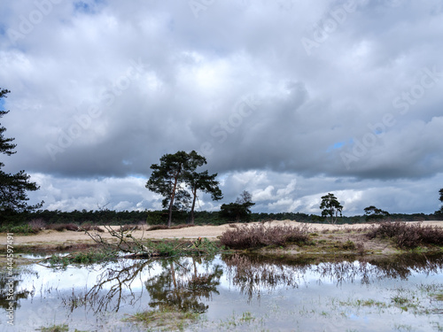 Naturereserve De Soester Duinen, Utrecht Province, The Netherlands photo