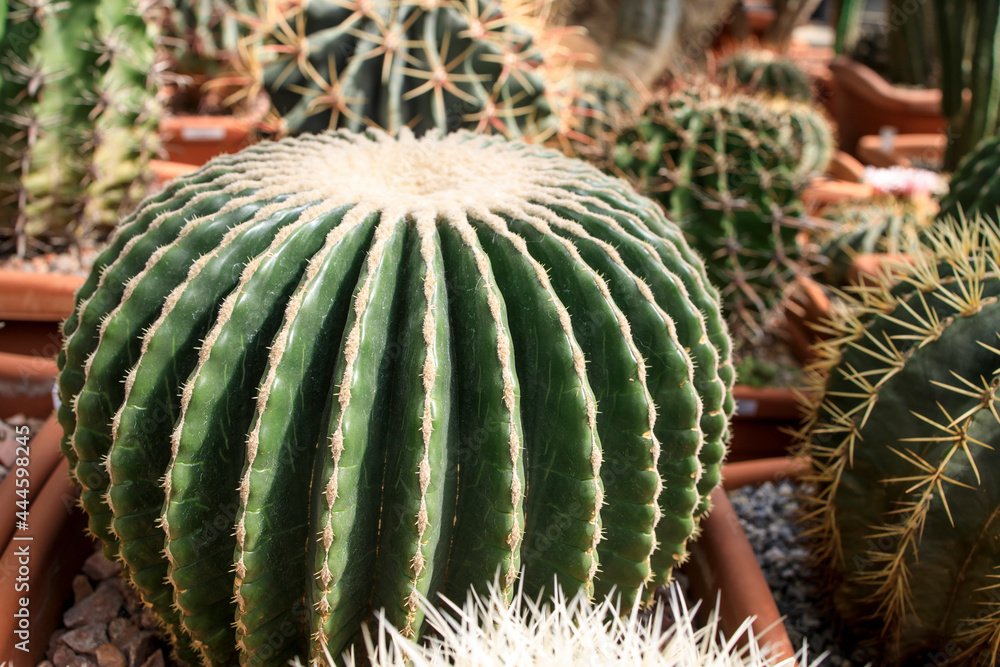 Ferocactus glaucescens, the glaucous barrel cactus, is a species of flowering plant in the family Cactaceae in the botanical garden Ferocactus glaucescens, the glaucous barrel cactus, is a species of flowering plant in the family Cactaceae in the botanical garden
