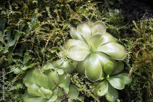 pinguicula gigantea x moctezumae is a tropical species of carnivorous plant in the family Lentibulariaceae. Flypaper traps. photo