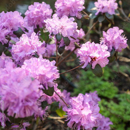 The evergreen Rhododendron hybrid Haaga has fully opened its bright pink flowers in the stone pot. Wallpaper photo