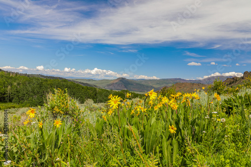 High Mountain Meadow, Rocky Mountains, Colorado