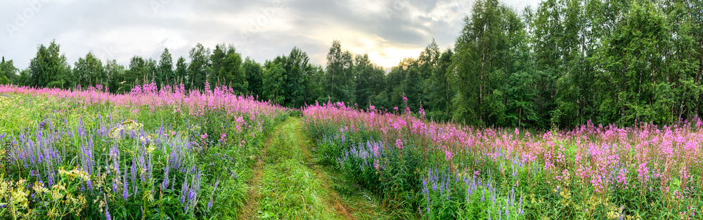 Fototapeta premium Panorama of the road among tall grass and flower fields under stormy skies. Ivan tea. Deciduous trees. spring. Karelia. The road crosses a field. Northern Europe. Trees at horizon. In bloom fields.