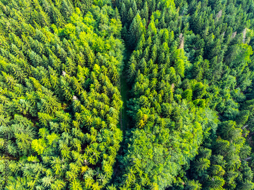 Spruce forest greenery. Aerial view from drone