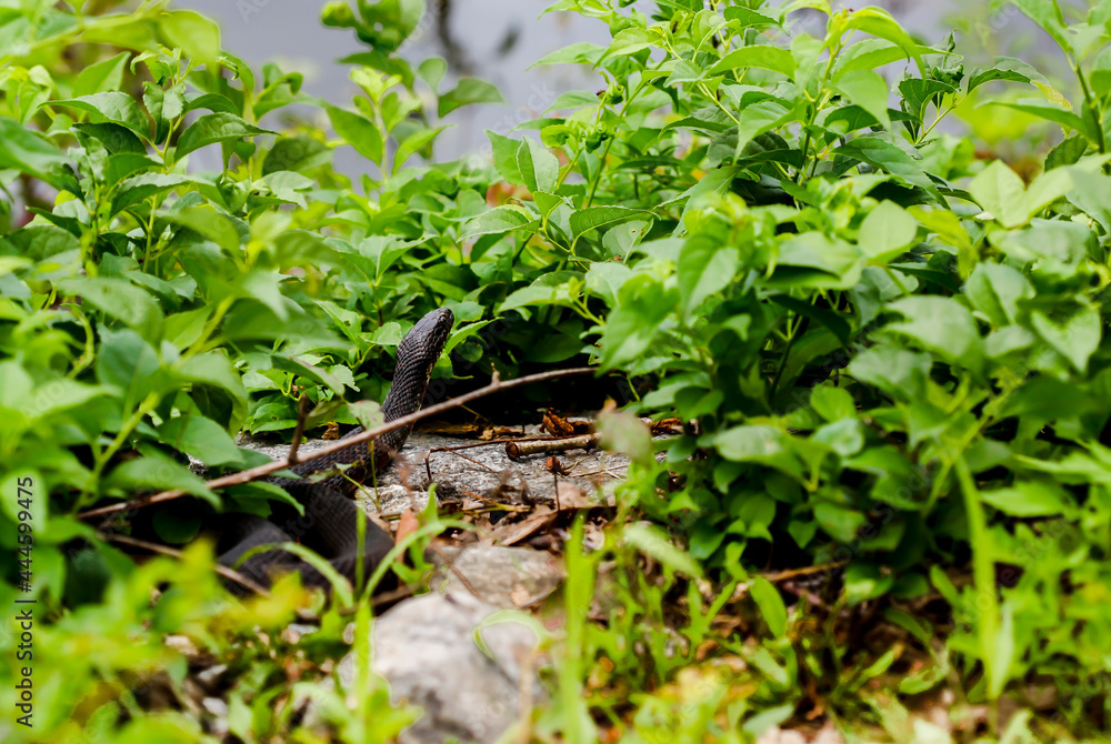 Fototapeta premium Northern Watersnake warm his body