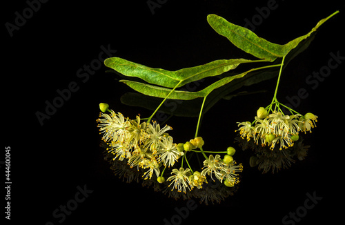 Canvas-taulu Linden or tilia flowers on an isolated black background
