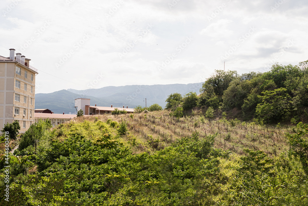 Naklejka premium Old vineyard landscape