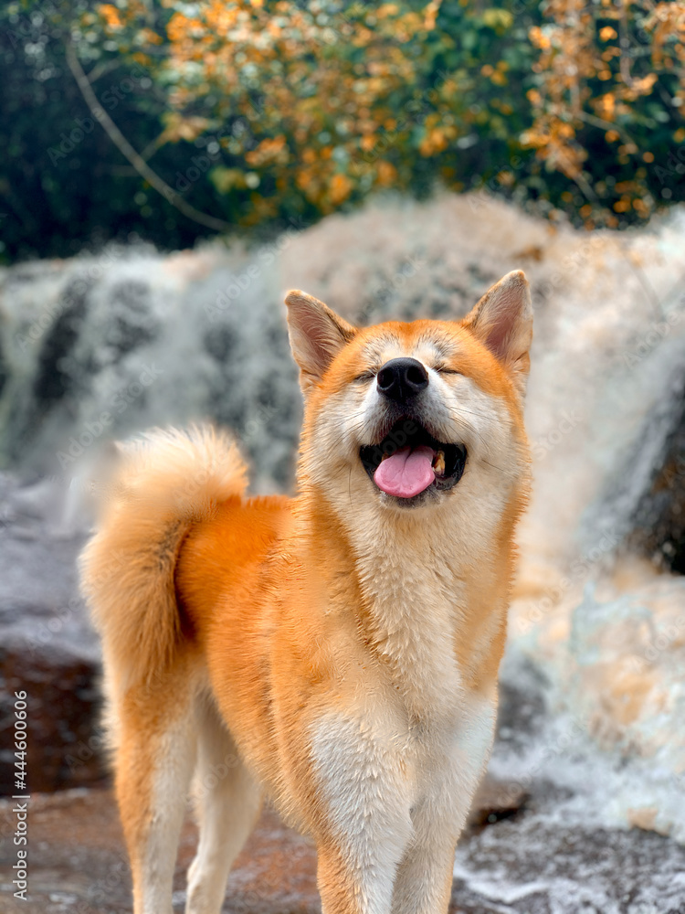 Dog enjoying the waterfall