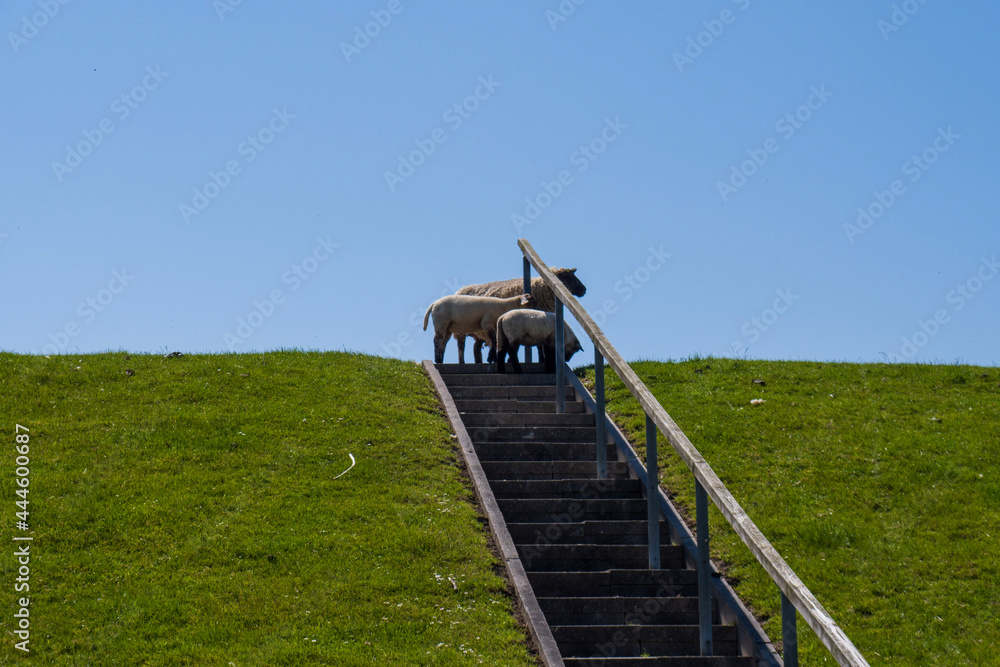 Obraz premium goat on the meadow