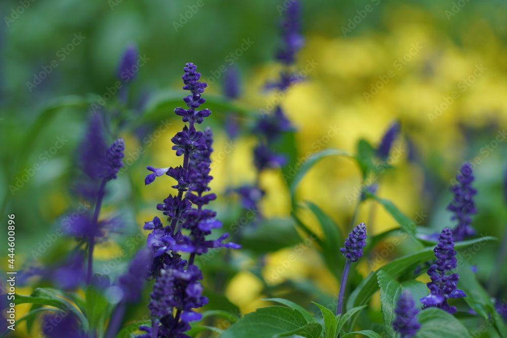 Lavendel oder ähnliche blaue Blumen, Sommer und Garten in einer natürlichen Darstellung anhand von Details in einer Nahaufnahme - obrazy, fototapety, plakaty 