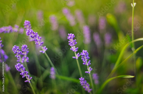 lavender purple flowers in the field, concept, with blurred background and foreground