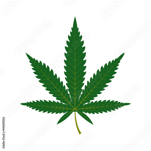 A green leaf of marijuana or cannabis on a white background.