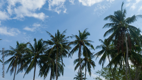 coconut trees