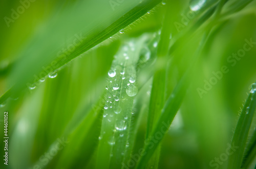 Green juicy grass on a summer meadow in water drops after a summer rain, macro photography